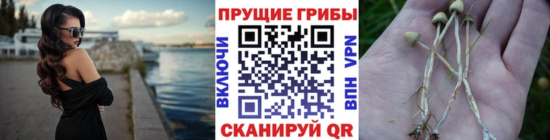 Галлюциногенные грибы мухоморы купить закладку Майкоп